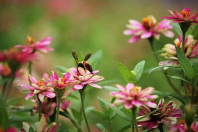 Close-up of insect on pink flowering plant