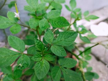 High angle view of plant leaves