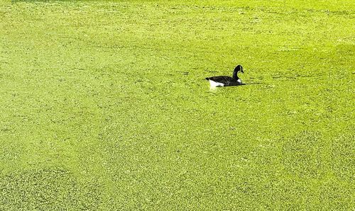 High angle view of bird on field