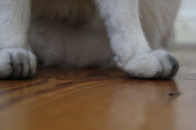 Close-up of cat paws on hardwood floor