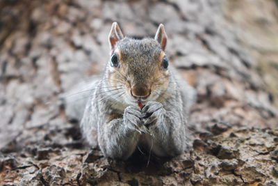 Close-up portrait of squirrel