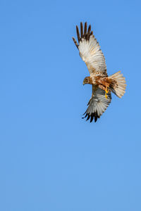 Low angle view of bird flying against clear blue sky