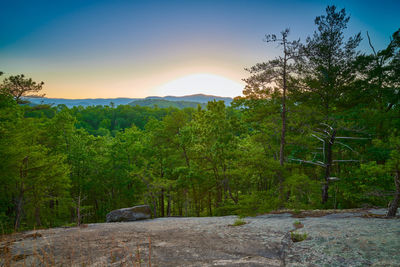 Scenic view of forest against sky