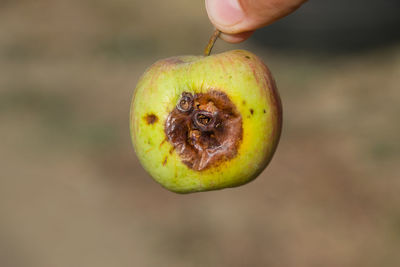 Close-up of hand holding apple