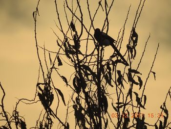 Low angle view of silhouette bird perching on tree against sky