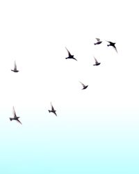 Low angle view of birds flying against clear sky