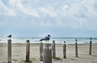 Laughing gulls perching on wooden posts at beach
