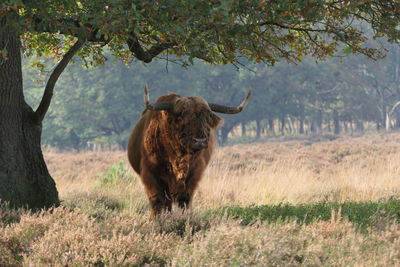 Horse standing in a field