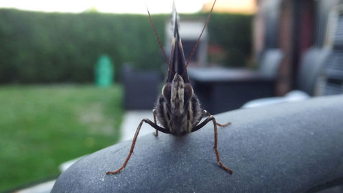 Close-up of butterfly on railing