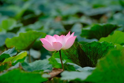 Pink lotus in the pond very fresh eyes when looking.