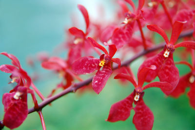 Close-up of red flowering plant