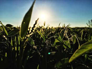 Close-up of fresh green plants in field against sky