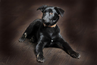 Portrait of black dog sitting on floor