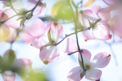 Close-up of pink cherry blossoms