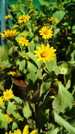 Close-up of yellow flowers blooming outdoors