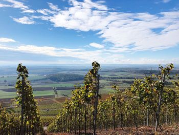 Scenic view of vineyard against sky