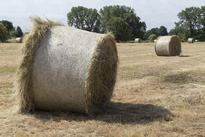 Hay bales on field against trees