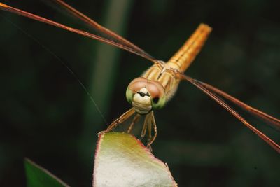 Close-up of dragonfly on plant