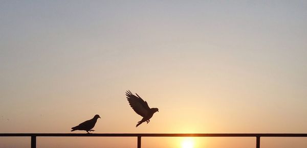 Low angle view of pigeons on railing against sky during sunset 