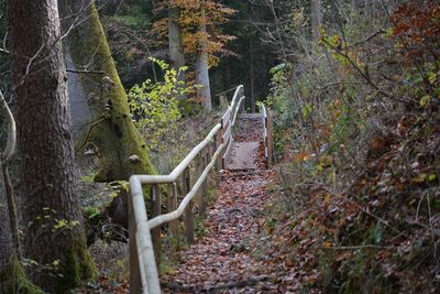 Trees in forest during autumn