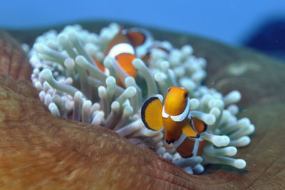 Close-up of fish swimming in sea