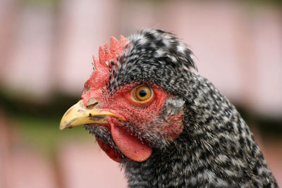 Head shot of a hen breed plymouth rock