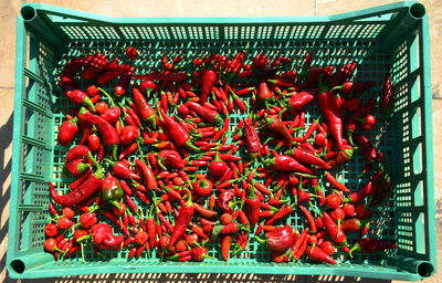 Chilli is the common name given to the berry obtained from some spicy varieties of the capsicum 