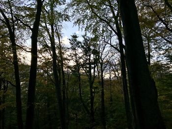 Low angle view of bamboo trees in forest