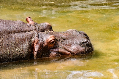 View of turtle in lake