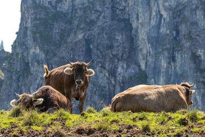Cows in a field