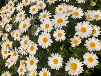 Close-up of white daisy flowers