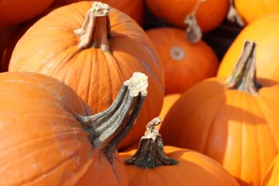 Close-up of pumpkins for sale at market stall