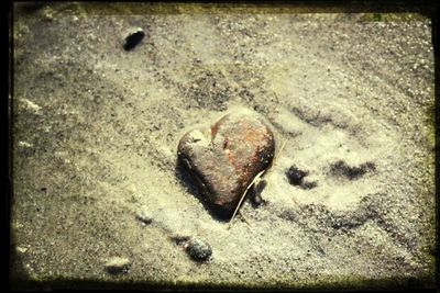 Seashell on sandy beach