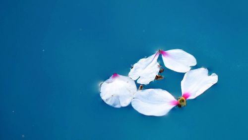Close-up of white flowers against water