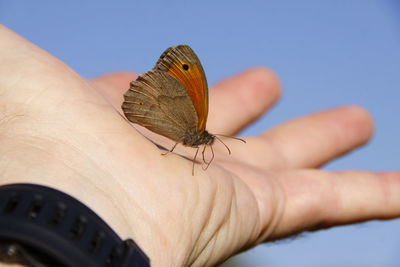 Cropped hand holding butterfly