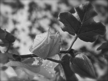 Close-up of leaves on plant during winter