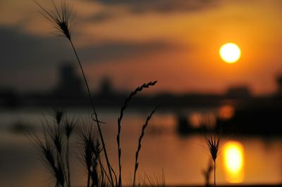 Close-up of silhouette plants against sunset