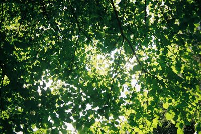 Low angle view of trees in forest