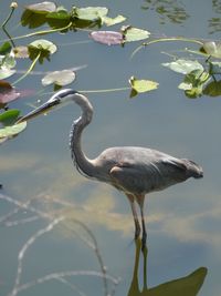 Bird on a lake