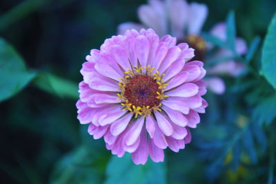 Close-up of pink flower