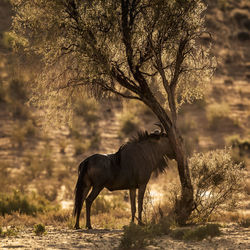 View of a horse on field