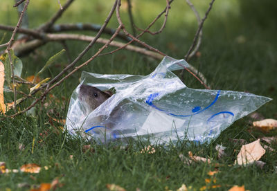 Close-up of rat in plastic bag