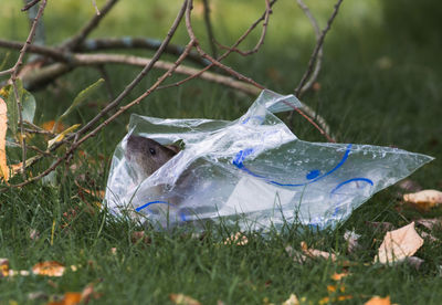 Close-up of paper plant on field