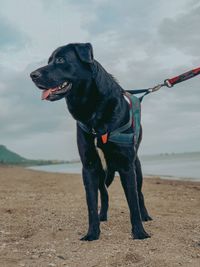 Black dog looking away on beach