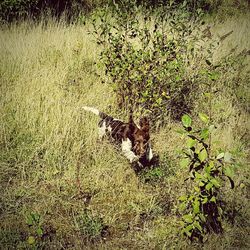 Cat looking away on grassy field