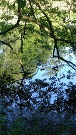 Reflection of trees in lake