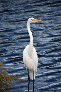 White bird perching on lake