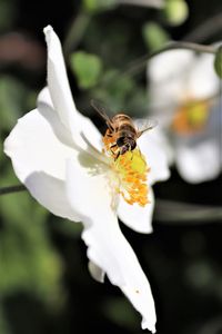 Close-up of bee pollinating on flower
