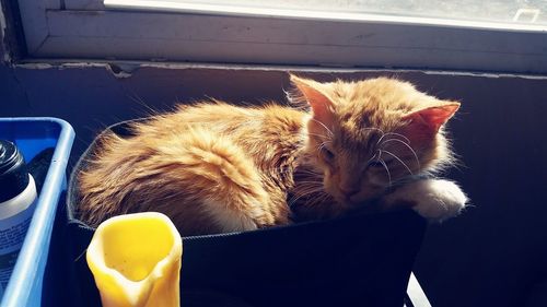 High angle view of cat relaxing in bag by window at home