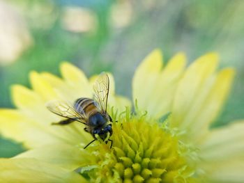 Close-up of bee pollinating on yellow flower